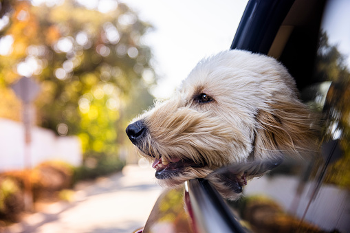 Going for a Ride With Your Dog – 3 Important Points to Consider 