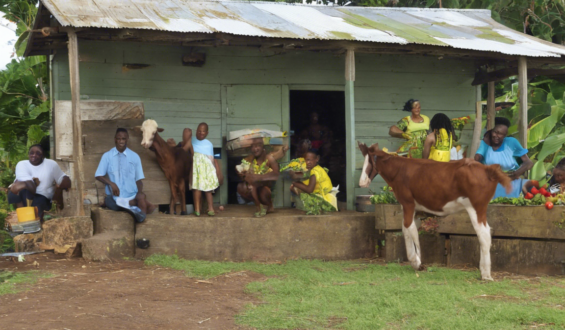 Exploring Good Day Farm in St. Ann: A Serene Getaway