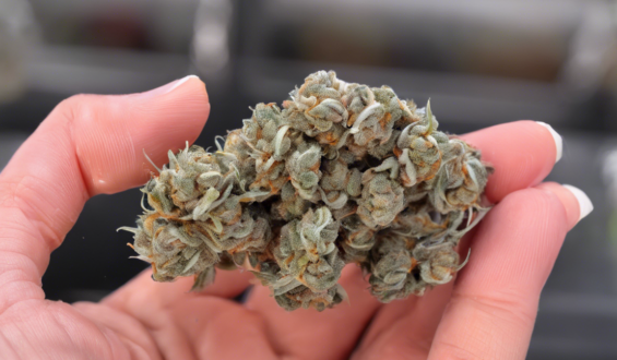 Mandarin Sunset: A Guide to this Hybrid Strain