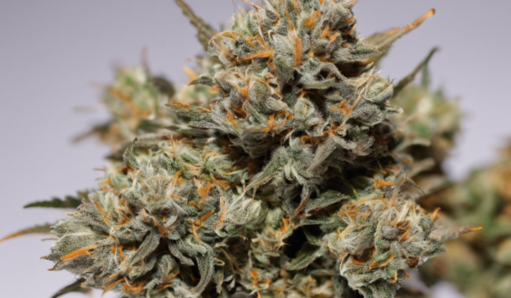 Uncovering the Potency of Super Boof Weed Strain