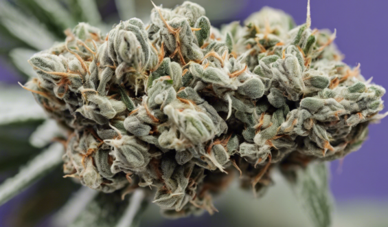 Unveiling the Popular White Zerbert Strain: A Comprehensive Guide