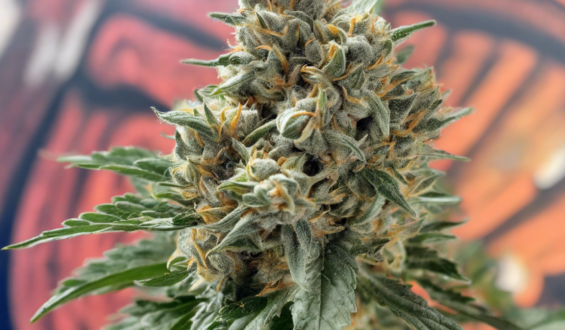 Unveiling the Potent Afternoon Delight Cannabis Strain